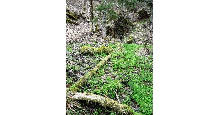 la source du Neuné au lieudit  » l’équerre » à Gerbépal